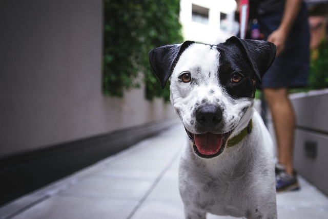 happy dog